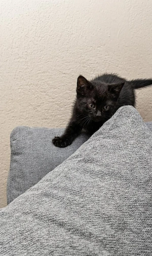 ein kleiner Bkh Kater sucht sein Zuhause auf Lebenszeit