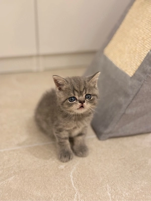 Britisch Kurzhaar (BKH) Kater   Reinrassig   Seltene Farbe   