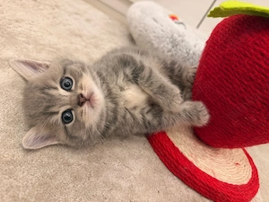 Britisch Kurzhaar (BKH) Kater   Reinrassig   Seltene Farbe   
