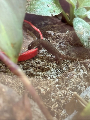 lepidodactylus lugubris, Jungferngecko Nachwuchs Bild 1