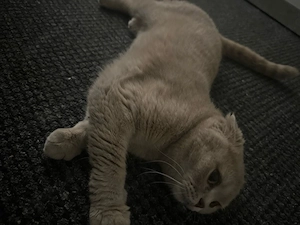 Lilly sucht ein liebevolles Zuhause 