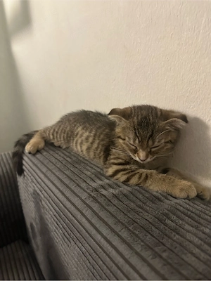 Kleines weibliches Kitten sucht ein liebevolles Zuhause 