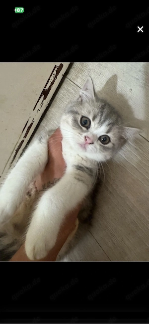 bkh katze 