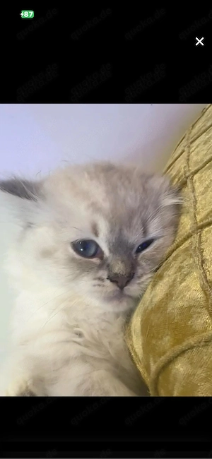 bkh katze 