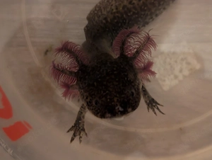 2 Adulte Axolotl männchen 20 Euro  