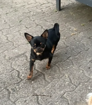 Chihuahua-Deckrüde  Armani  sucht passende Damen