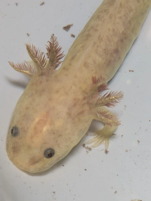Baby Axolotl 10cm nur 10 euro  Axanthics , Graue, Harlekins , Mischlinge , standardtfarben, Gold