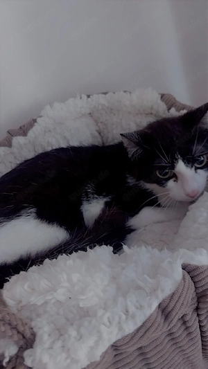 süßer junger Kater