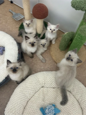   Wunderschöne Heilige Birma Kitten   