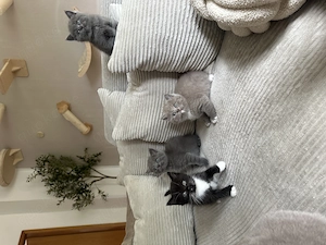 BKH  Ragdoll Kitten 