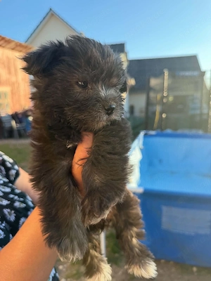 Yorkshire Terrier Welpen zu verkaufen