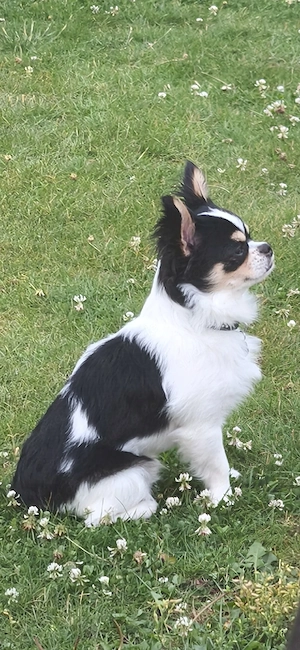 Chihuahua Langhaar tricolor