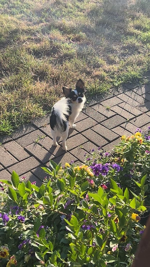 Chihuahua Langhaar tricolor 