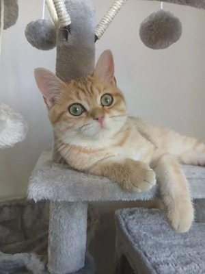 britisch kurz haar kater 