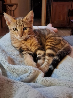 Bengal Mix Kater, Reserviert