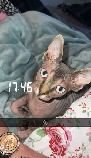 Wunderschöne Sphynx Dame sucht ein zuhause für immer   