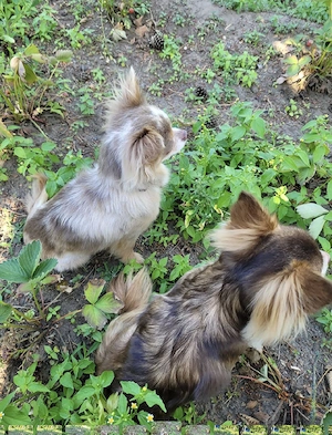 chihuahua deckrüde 