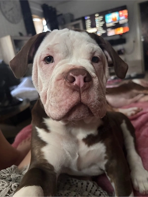Old English Bulldog Rüde