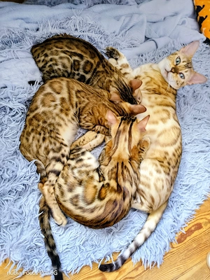 TOP Bengal Katze mit Stammbaum FIFE