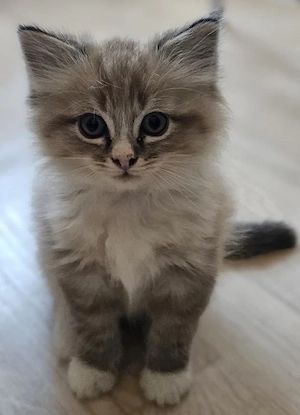 Ragdoll Kater Kitten