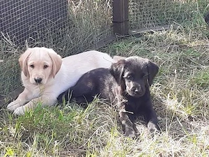 Labradoodle-Welpen, Medium, in schickem Kurzhaar-Look  