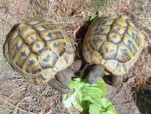 Griechische Landschildkröte Nachzucht 2018 zu verkaufen.  