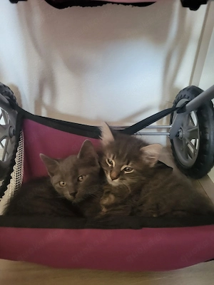 Babykatze zu verkaufen