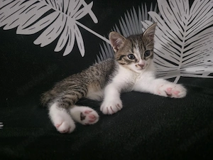 kitten abgabebereut