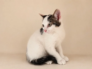 Katerchen Kitten 12 Wochen