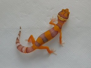 Leopardgecko Jungtiere | Weibchen | Bell Albino