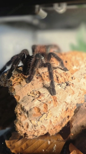 Caribena versicolor 