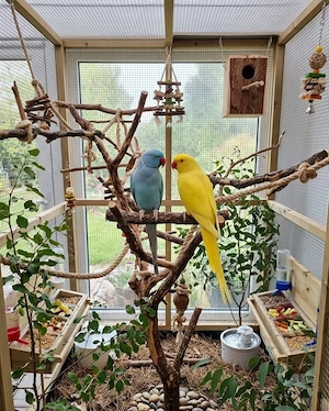 halsbandsittiche