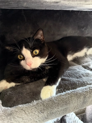 Verkaufen Ragdoll Mix Kater, Kastriert, 2,5 Jahre alt