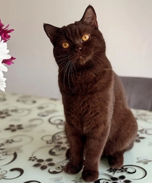 erfahrener BKH Deckkater