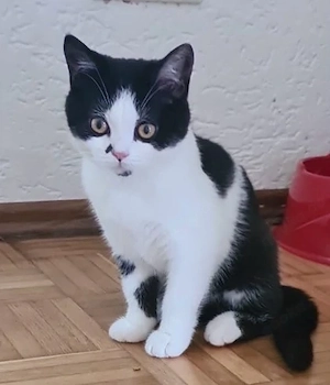 BKH Kitten