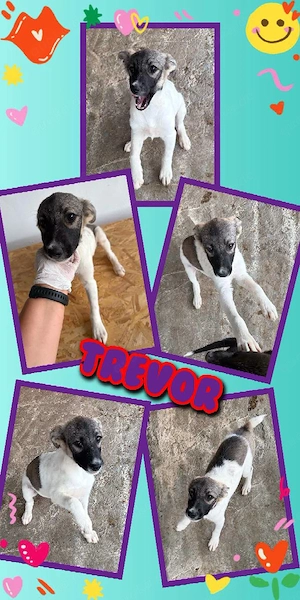 goldiger Welpenjunge "Trevor" sucht ein liebevolles Zuhause
