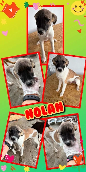 wunderschöner Welpenjunge "Nolan" sucht ein liebevolles Zuhause