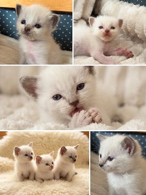 Heilige Birma Kitten