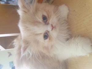 Rein rasiger perser katze 