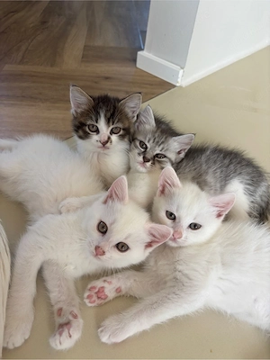 3 süße Katzenbabys abzugeben