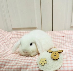 Minilop Zwergwidder Zwergkaninchen Baby Hase