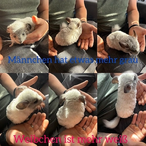 Chinchilla suchen neues Zuhause