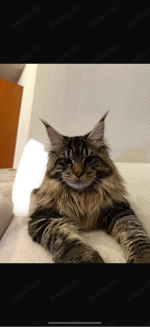 maine coon kitten 