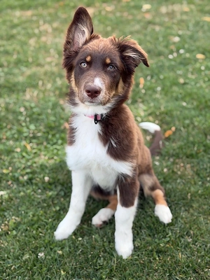 Australian Shepherd Welpen (Hündin) mit ASCA Papieren 