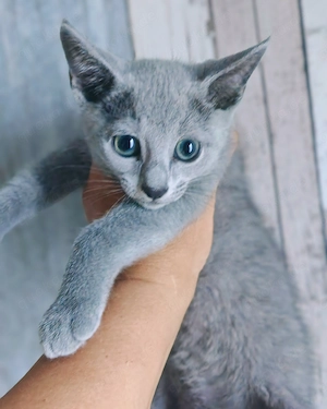 Reinrassiger Russisch-Blau-Kater (amerikanischer Typ) mit Stammbaum   12 W
