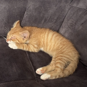 Wundervolle Kitten suchen ein liebevolles Zuhause