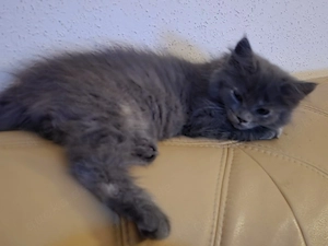 Mainecoon-Ragdoll Mix Kitten 