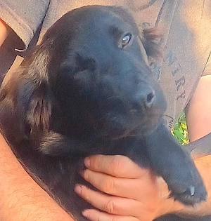 Evan, 5 Monate, Mischling, a.d.Tierschutz, sucht Happy-Home 