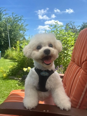  Reinrassige Bichon frise 