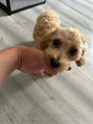 Süßer Maltipoo Welpe sucht ein neues Zuhause